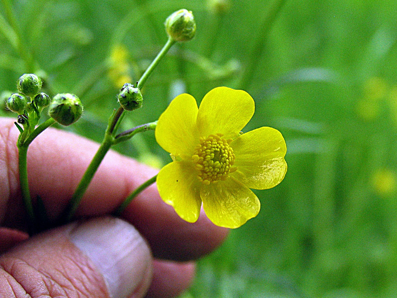 Ranunculus acris L / Ranuncolo comune